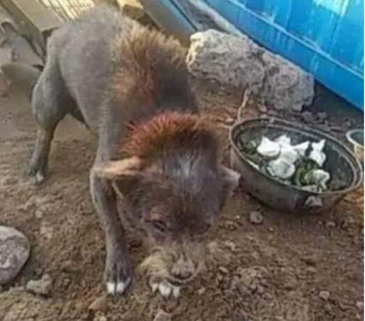 野外捡回一直无主的流浪狗，带回家后却吓坏了所有人