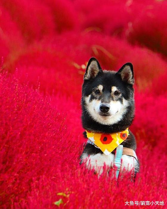 超可爱柴犬兄妹，带着疗愈笑容来融化每个人的心！