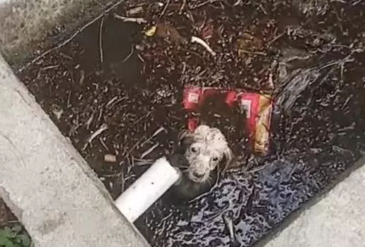 小狗掉到粪坑里，叫声把人引来，求救的眼神让人难以忘怀