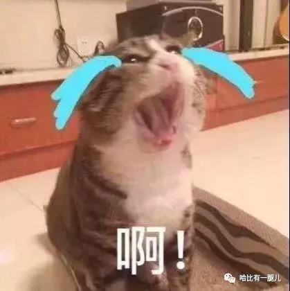 有两种忘记生活烦恼的方式: 表情包和猫