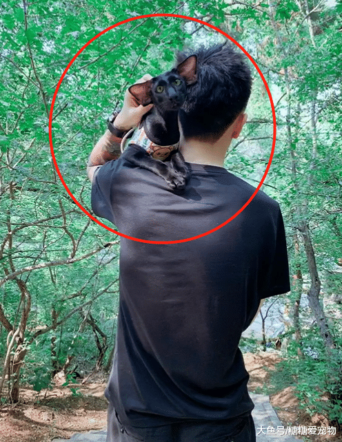 男子带猫出去玩，路人看到它的样子吓坏了，路人：恶魔小精灵？