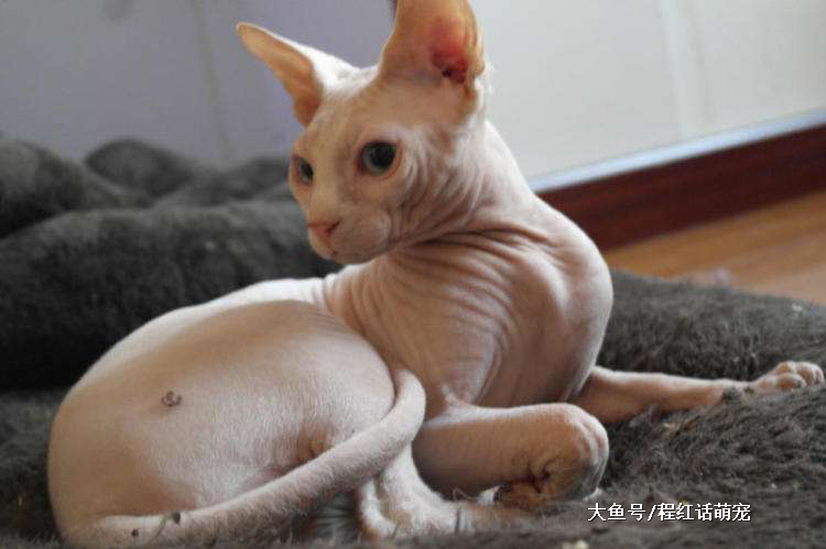 高贵的无毛猫，你欣赏的来吗