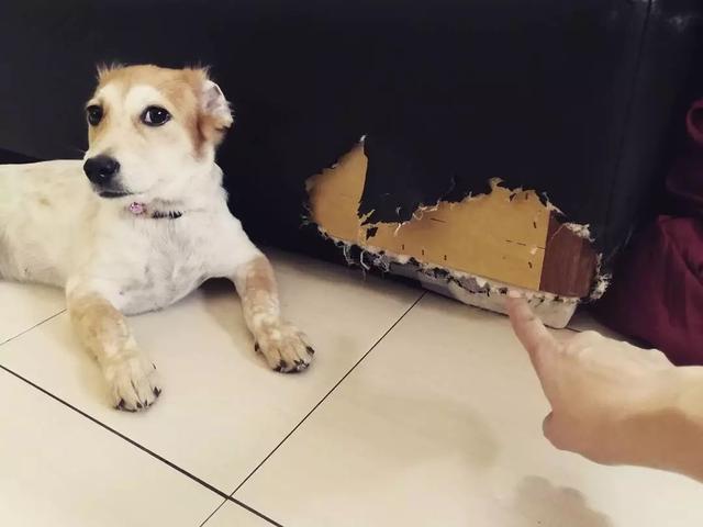 养狗之后才明白的4点误区，不养狗的网友真的无法了解