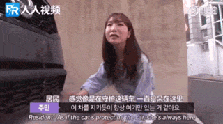 流浪猫为保护宝宝钻在车底，不敢离开小猫，长期憋尿导致身体异常