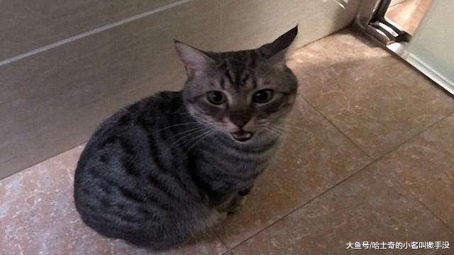 猫都喜欢在铲屎的上厕所的时候守着？你是怕我吃屎，不给你留一口