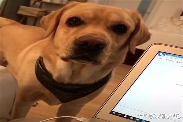 拉布拉多不会说话，却通过“卡痰”的方式告诉主人没水喝，好聪明