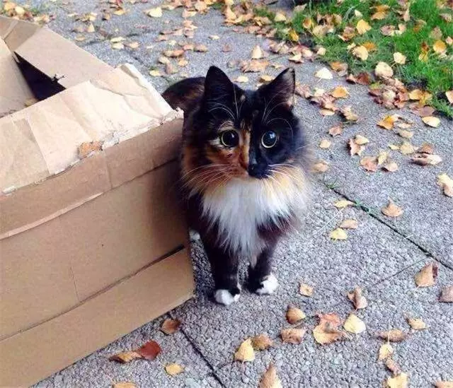 猫咪阴阳脸原是因嵌合体作用，两猫共享一个身体，那么孩子归谁？