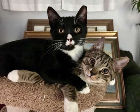 主人怀孕把猫咪丢弃了，猫咪生了三只宝宝养不活只好向好心人求助