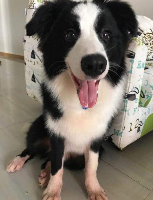 養邊境牧羊犬，需要付出5個代價，看完你還敢養嗎？