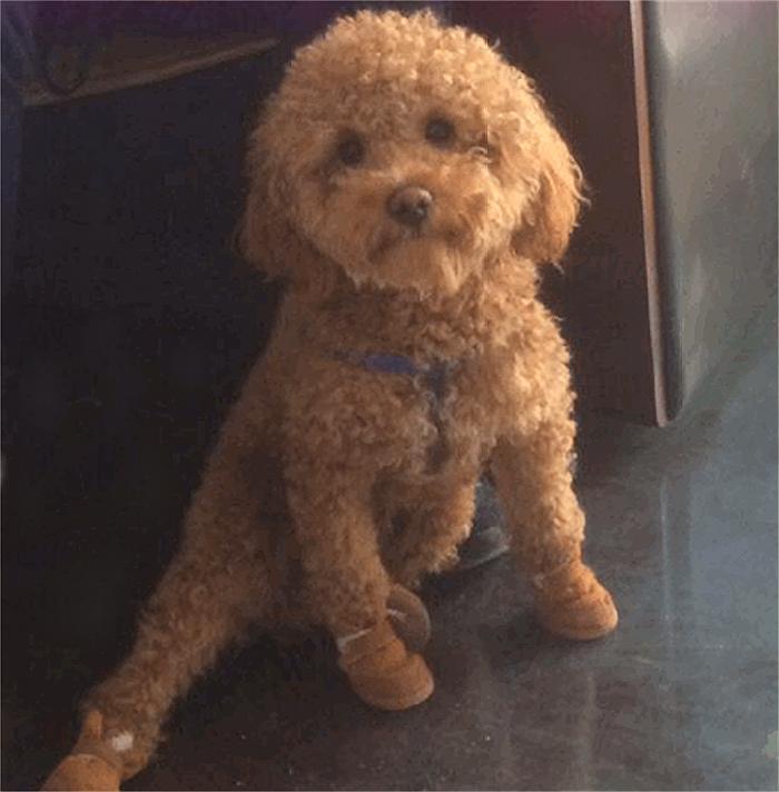 为什么狗狗都喜欢仗人势？什么样的主人狗狗会很怂？