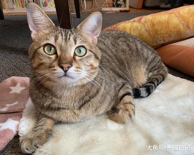 猫腹水不等于“猫传腹”，一篇文章告诉你猫腹水到底是什么