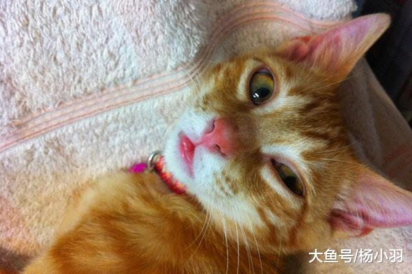 铲屎官偶遇自家猫，第一眼没认出来，橘猫眼神暗示“我不是浪浪”