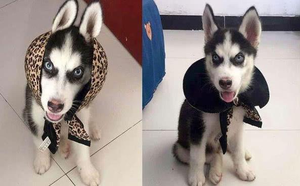 交往2月的女友看中了二哈, 四天后打电话过来求带走, 这狗太色