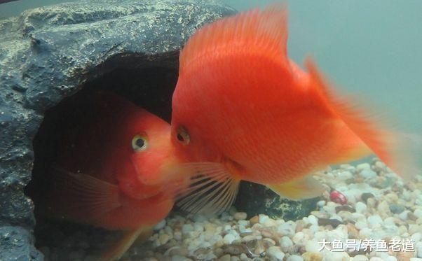 鹦鹉鱼、地图鱼东倒西歪姿势离奇, 不一定都是失漂病!