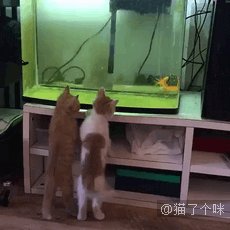 主人要给自己录视频，但猫咪有自己的想法