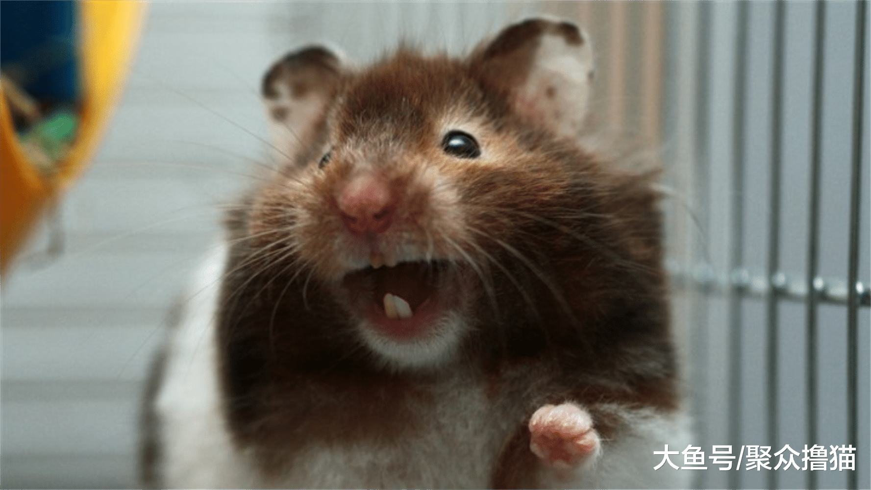 狐狸和猫咪相伴的故事, 猫咪外出捕食失败, 老鼠之患来临(三)