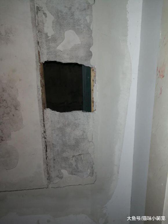 男子破墙营救困在井里的流浪猫, 救上来之后慌了!