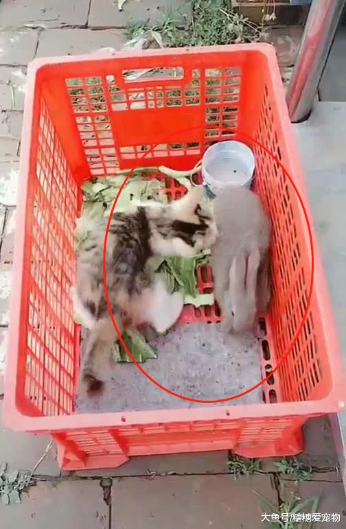 小猫紧追兔子不放，网友：单身久了，看什么都像极了爱情！