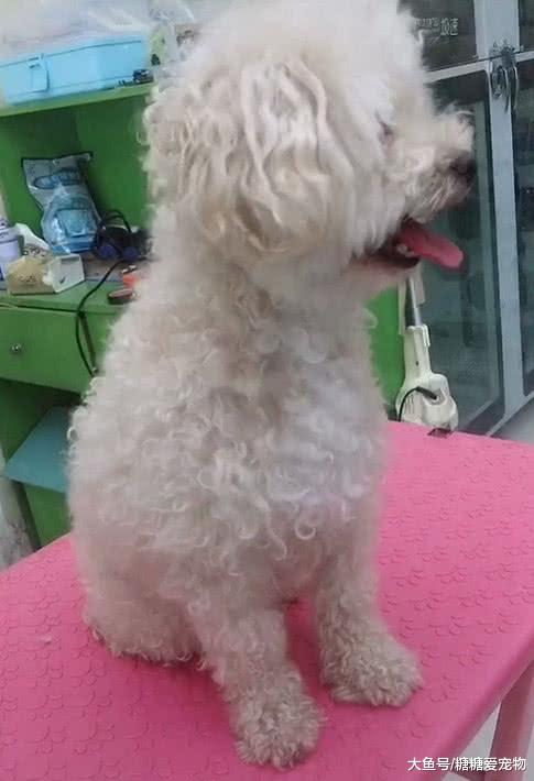 主人将狗狗留在宠物店让随便剪，美容师：剪成这样主人还给钱吗？