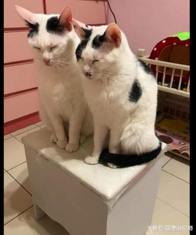 主人开了暖风机后，三只猫咪是不同的反应，谁是老大一目了然呀！