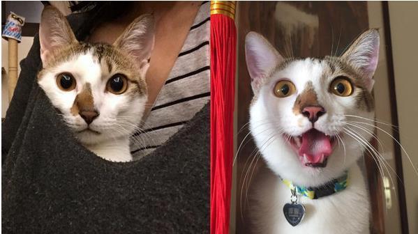 捡回的猫咪太奸诈，网友打算送人，看到监控后泪奔，立马改变主意