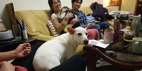 主人想抱下别人家的娃, 狗子半路拦下