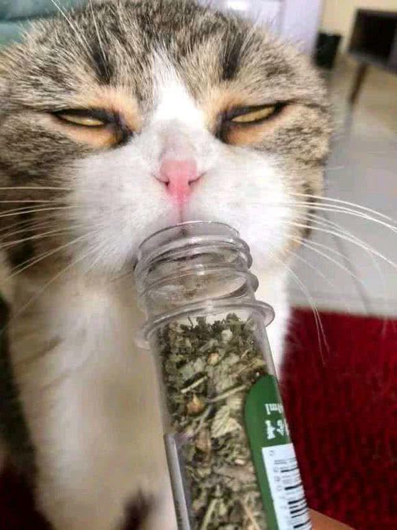 猫薄荷能让猫咪变乖！我信你个鬼！快来人啊，我家猫疯了