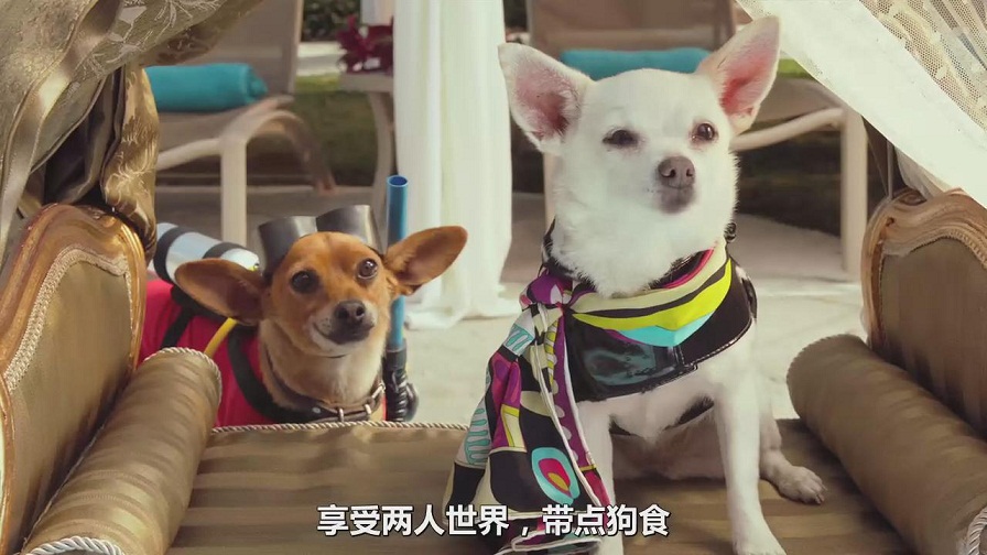 就是要打扮我的狗！又美又拽的女王范儿，主人的口袋已掏空