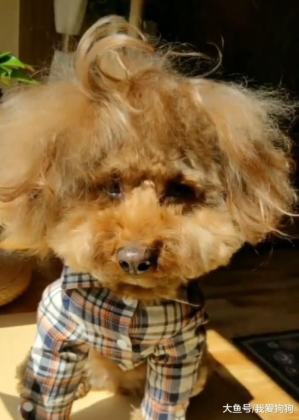 狗子失恋后就在放飞自己的路上越走越远，看着像男的实际是女的