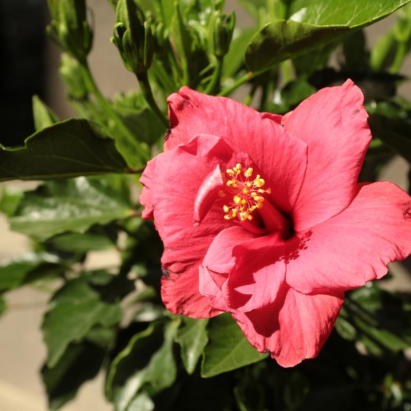去广州出差，才发现，阳台不要再塞一大堆盆栽了！看看别人是咋弄