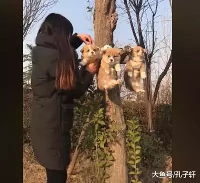 女子把狗狗挂到树上，路人以为虐狗上前制止，结果给下一秒尴尬了