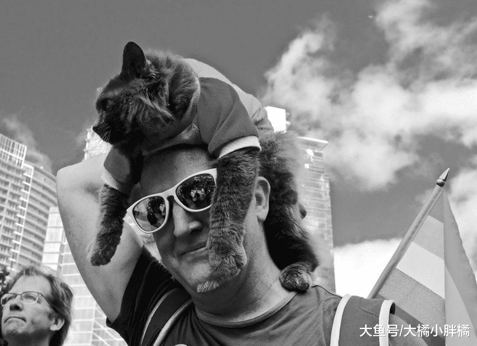 亲手养大的猫却偏偏不让抱？原来是这3个原因作祟，可别强行抱猫