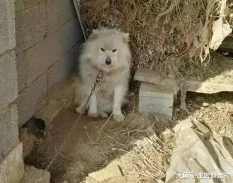 把狗狗托付给父母照料，可结果...这是变了一个“物种”嘛？