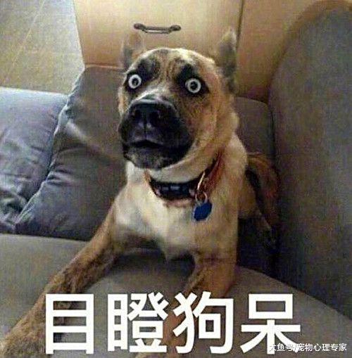 法斗吃饭时行为怪异，主人看了脸红：哥们不怕扯着吗？