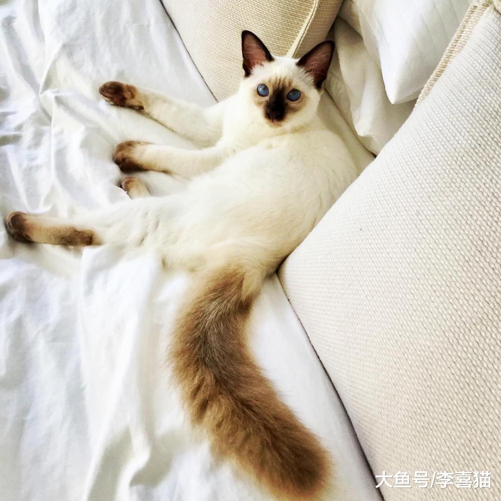 貓咪中的挖煤小天使有很多種，不要見到黑臉就以為是暹羅貓哦！