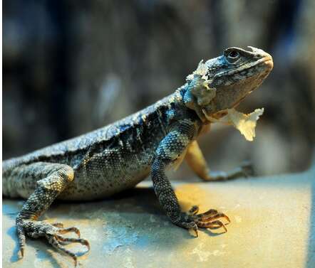 盘点几种池塘中会出现的稀有生物，专家：不能让它们活