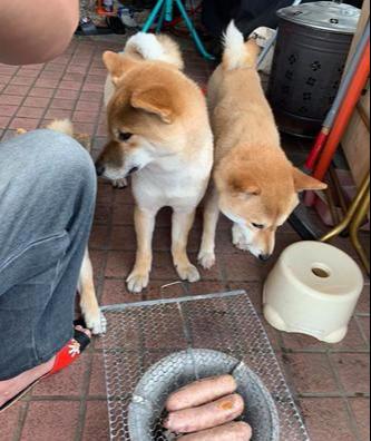 主人在阳台烤香肠，柴犬们聚集等吃的，主人叹息只有这时候才撒娇