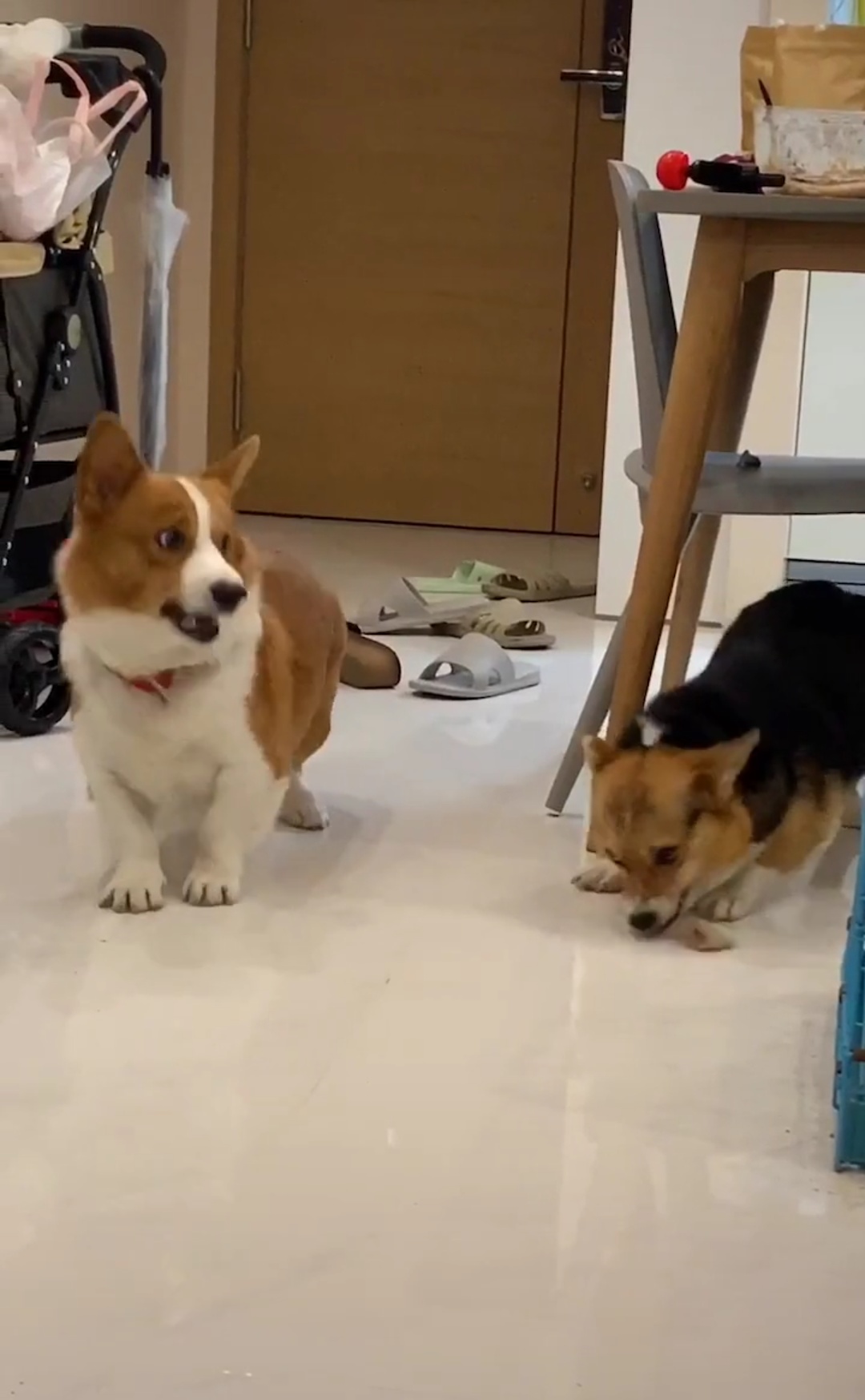 母狗怀孕产子后性情大变，她的举动吓得公狗有点惊慌失措