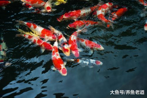 蒙著頭去搞硝化系統，飼養觀賞魚養出來的也是一缸死水！