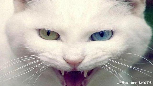 再彪悍的猫也有被降服的一天，白猫遇到熊孩子，彻底怂了