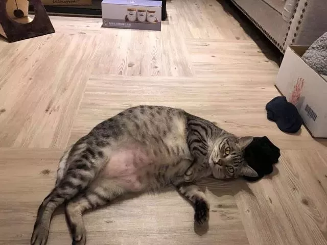 当初兴高采烈领养狸花猫的他们，后悔了：家里橘猫越来越瘦了