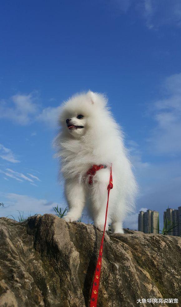 带博美出去旅游，天气非常好，心情自然也是美美哒！