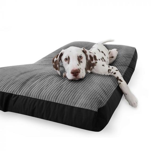 狗陪你长大，你陪狗狗变老，5个方面好好照顾老年狗