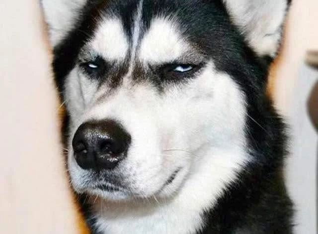 养了狗才知道一些所谓的“好物”完全用不到，这些东西却相见恨晚