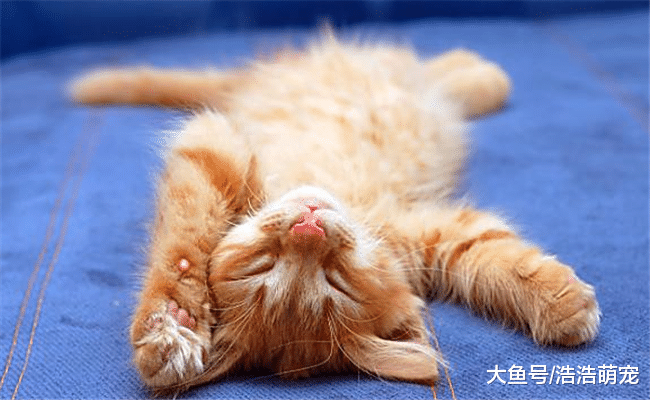 猫咪老是躲着你该咋办? 教你5种方法, 你可以试试