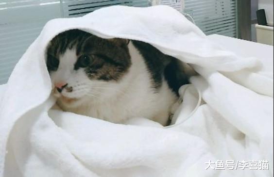 猫咪脂肪肝并非胖猫专属，瘦猫挨饿也会患病，预防需注意这三点！