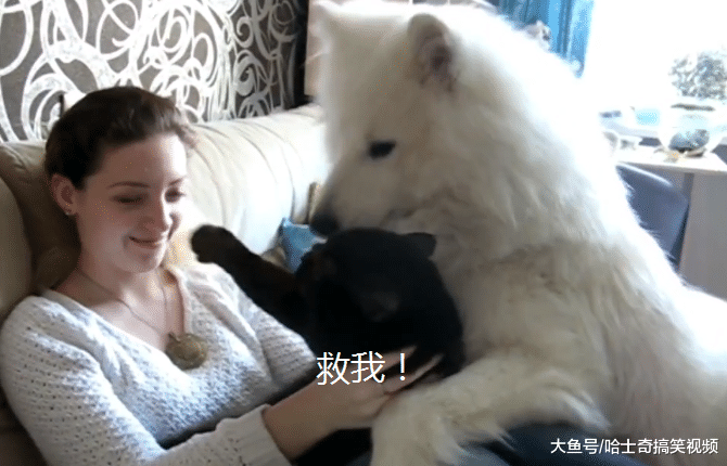 女主人领养了只黑猫，结果大白狗不开心了，狗：还敢带回家