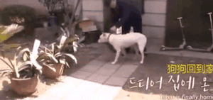 真实版“忠犬八公”：我用尽全身力气，只为再见你一面…