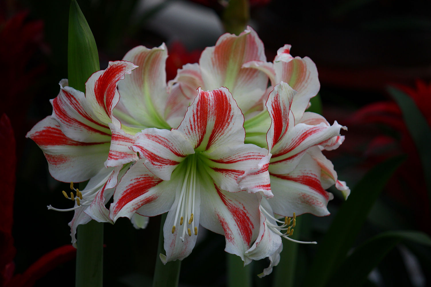 朱顶红花后管理应注意哪些，这里知道来看看吧