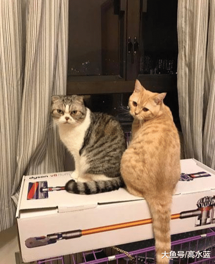 本来很恩爱的两只猫 直到公橘猫做了绝育手术后 母猫开始各种嫌弃